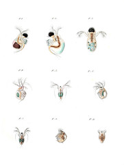 Illustration of the animal