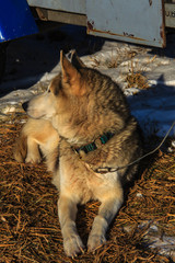 Husky