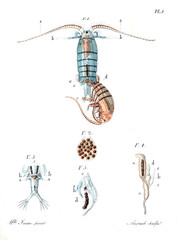 Illustration of the animal