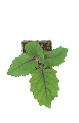 Kohlrabi (Brassica oleracea var gongylodes) seedling isolated on white