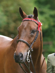 Horse in the Show Ring