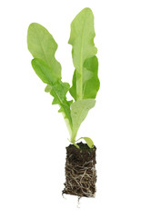 Salad seedling of leaf (Lactuca sativa var longifolia Lattich de Morges) isolated on white