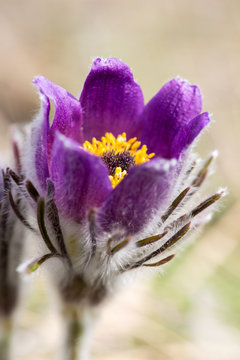 Spring flowers wild Pulsatilla pratensis - selective focus, copy space