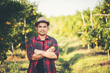 Naklejka na ściany i meble Farmer man harvesting oranges in an orange tree field