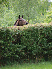Horse Looking Over Hedge