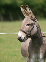 Fototapeta na wymiar Donkey Headshot