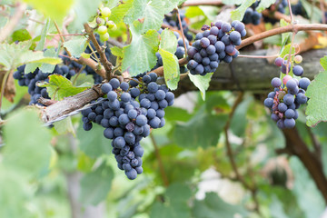 Vid con uvas en viñedo