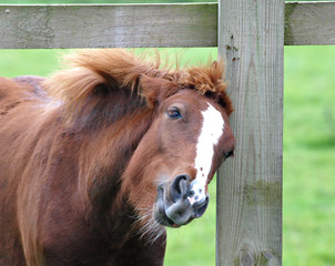Pony Scratching