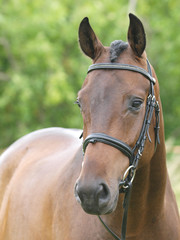 Head Shot of Horse in the Show Ring