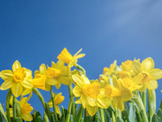Obraz premium Bunch of fresh daffodils