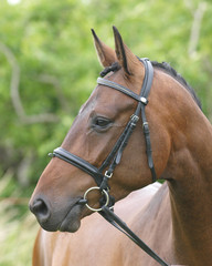 Obraz premium Head Shot of Horse in the Show Ring