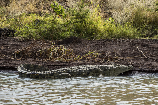 Crocodile basking in sun on Lake Chamo, Ethiopia.