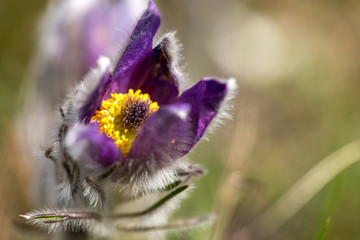 Spring flowers wild Pulsatilla pratensis - selective focus, copy space