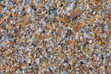 the sand is made of seashells, texture