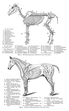 Horse I - anatomy (from Meyers Lexikon, 1896, 13/770/771)