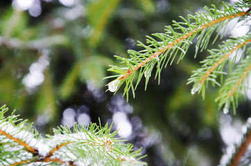 Zima © KrólestwoNauki