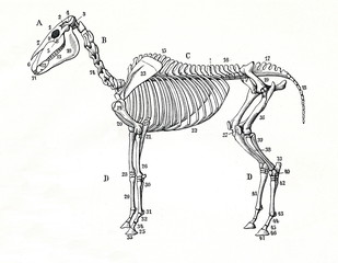Skeleton of a horse (from Meyers Lexikon, 1896, 13/770/771) © Juulijs