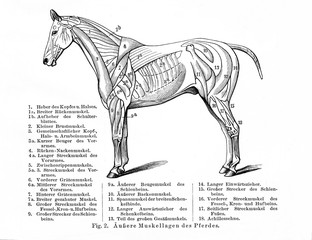 Horse's superficial muscles (from Meyers Lexikon, 1896, 13/770/771) © Juulijs