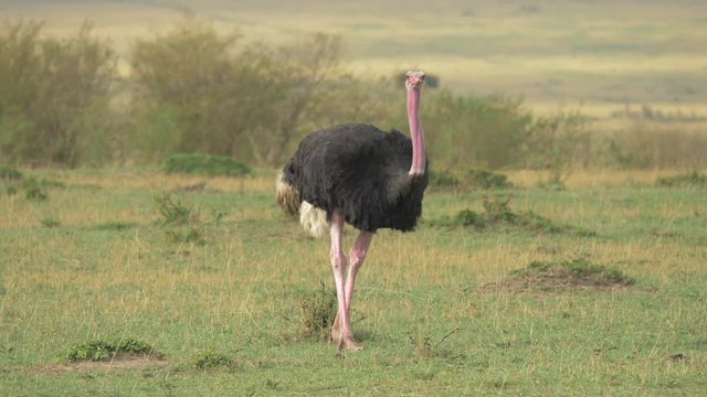Masai ostrich 