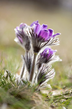 Spring flowers wild Pulsatilla pratensis - selective focus, copy space