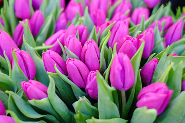 Flowers of purple tulips.