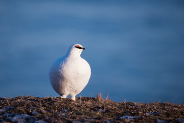 close-up of a white polar partridge on a sunny winter day in the Svalbard archipelago, Arctic birds