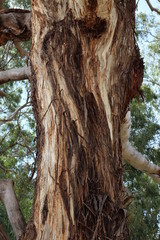 Australian tree country outback