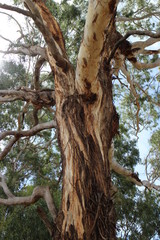 Australian tree country outback