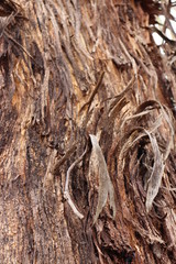 Australian tree country outback bark