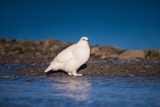 close-up of a white polar partridge on a sunny winter day in the Svalbard archipelago, Arctic birds