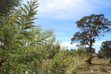 Australian outback country landscape view