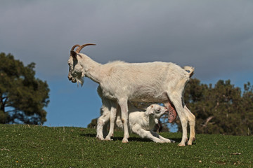 Yavrusunu emziren beyaz keçi