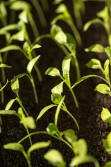 pepper seedlings growing in a greenhouse - selective focus, copy space