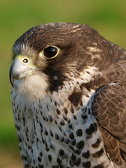Bird of Prey