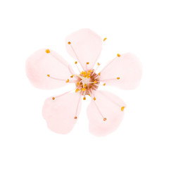 Pink flower from cherry tree isolated on white background. Macro studio shot