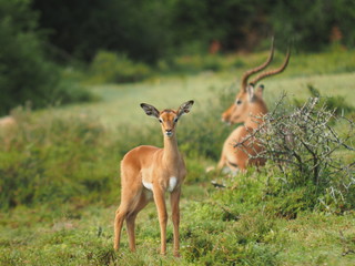 Impalas