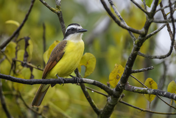 Great Kiskadee - Pitangus sulphuratus, beautiful yellow perching bird from Cental America, Costa Rica.