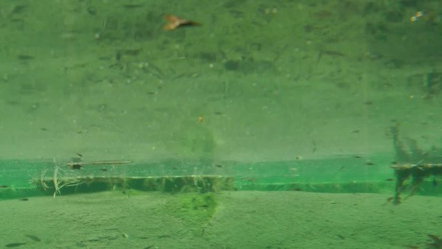 魚