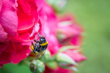 Close up of a bumblebee in mid-air next to a red garden rose.