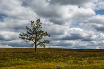 One lonely pine tree in a dramatic colorful mountain landscape with cloudy sky.