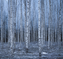Beautiful birch tree forest in winter.