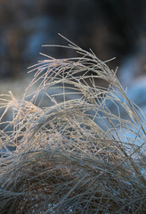 Minimalistic frozen plants during cold winter.