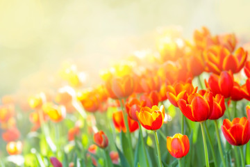 Fototapeta premium red tulip flower in garden in morning