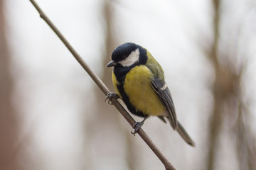 Obraz premium Titmouse sits on a branch in the park. Birds