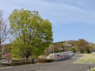 早春の公園