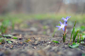 The first flowers are blue snowdrops