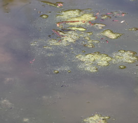 detail of wetland