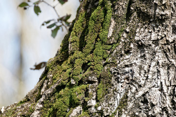 moss on tree