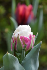 icecream tulip flower / チューリップ・アイスクリームの花