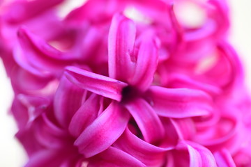 Beautiful pink hyacinth macro on white